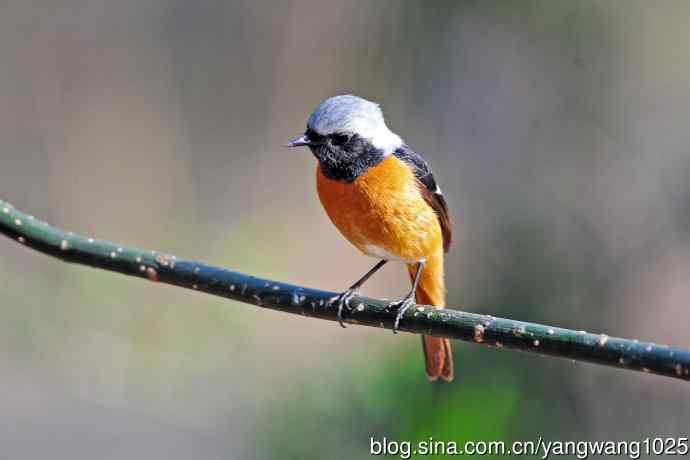 雄性北红尾鸲（28）