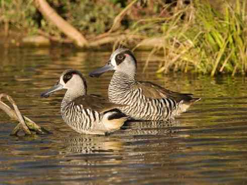 欣赏：美丽的钻水鸭2