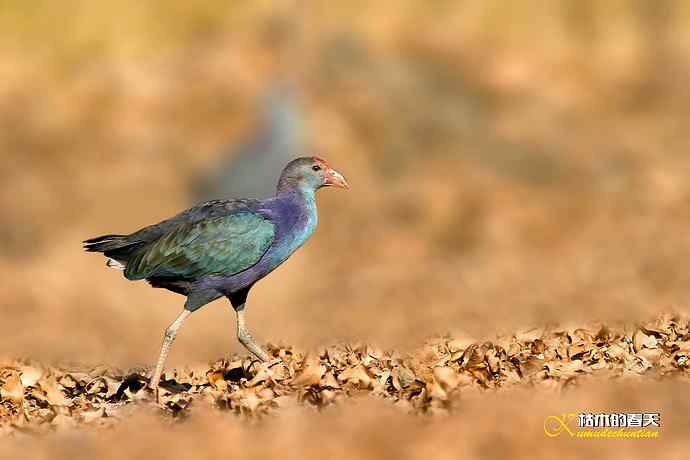 悠闲的鈥溩纤︹