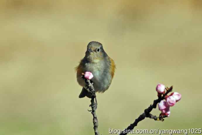 桃树枝头的雌性红胁蓝尾鸲（2）