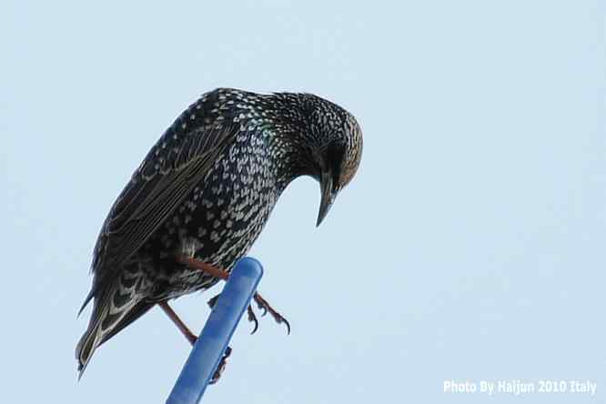 【亚平宁半岛之旅 wbr. wbr鸟鸟猎摄】