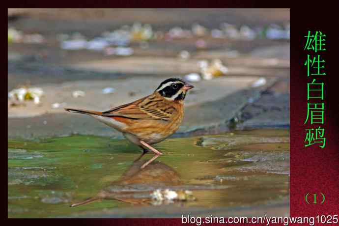 雄性白眉鹀(1) 雄性白眉鹀(1)