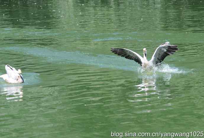 欢乐的斑头雁