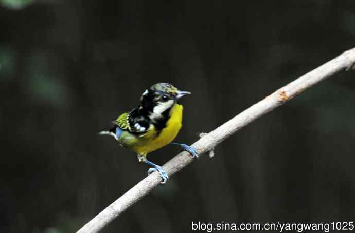 黄腹山雀（14）
