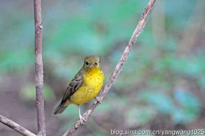 雌性绿背姬鶲（19）