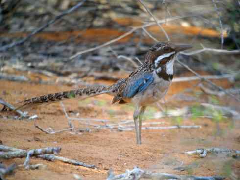 绝色攀禽：佛法僧目之地鴗