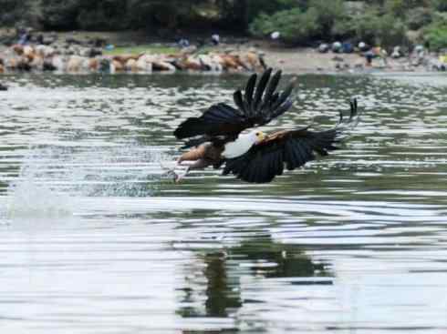 白头鸟系列:另类的美丽(吼海雕) 白头鸟系列:另类的美丽(吼海雕)