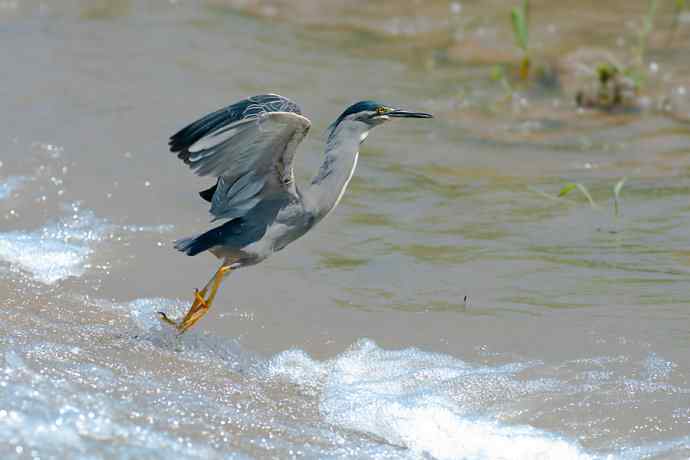 潮河渔郎绿鹭鸶☆★ 潮河渔郎绿鹭鸶☆★