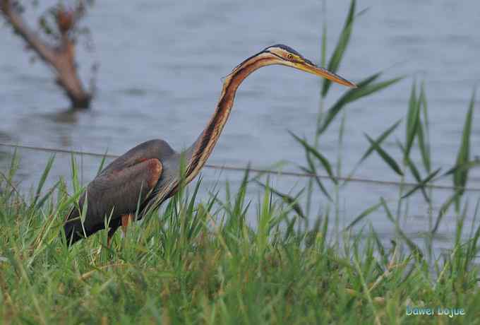 衡水湖：草鹭苍鹭黄苇鳽（终结篇）