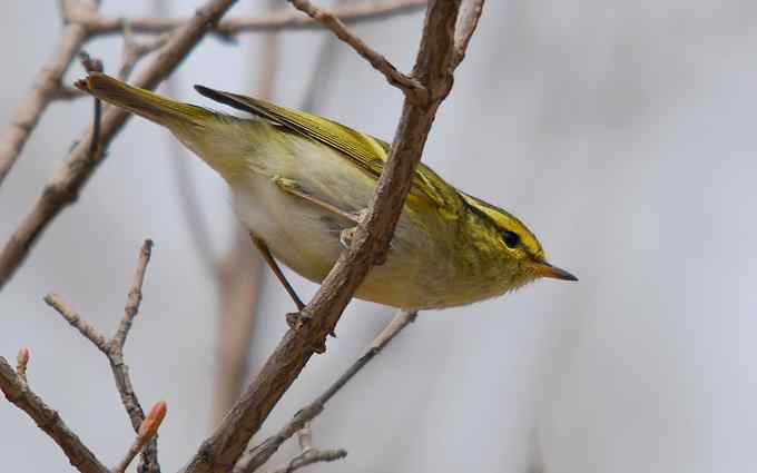 可爱好动的黄腰柳莺（组图）