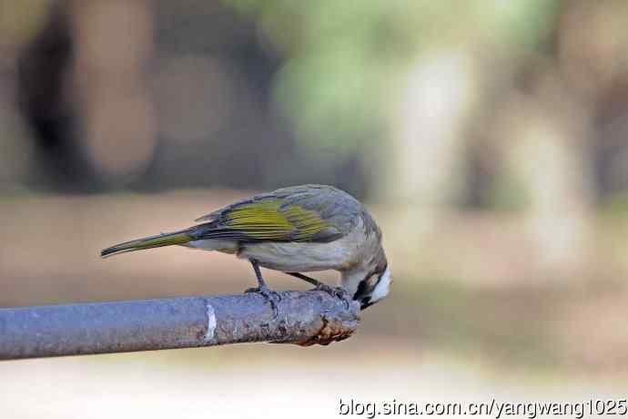 白头鹎（随拍）1