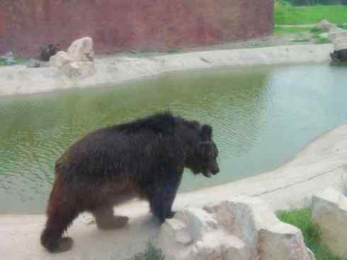 十大喜食蜂蜜动物：黑熊