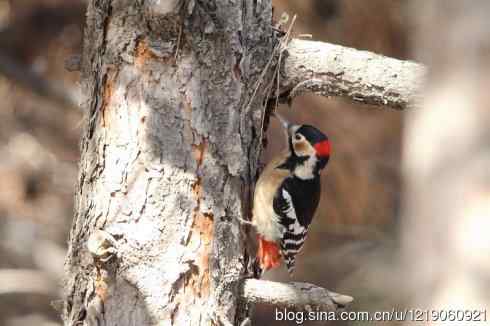 内蒙古鸟类摄影——告别60D+适马500