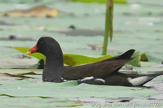 喜拍黑水鸡(奥体公园)