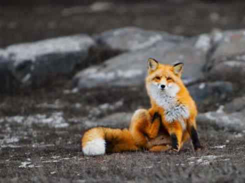 犬科：狐亚科狐属