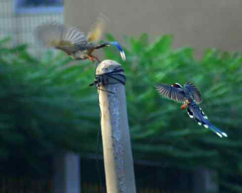 红嘴蓝鹊(组图,9张图片) 红嘴蓝鹊(组图,9张图片)