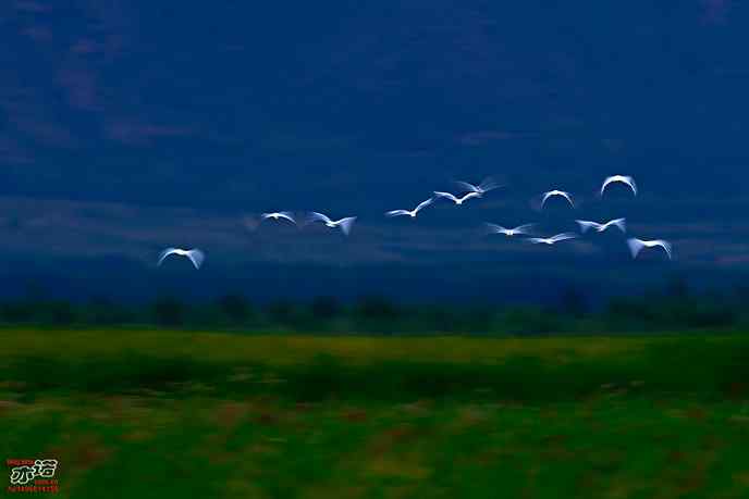 官厅水库&nbsp;wbr路&nbsp;wbr白鹭