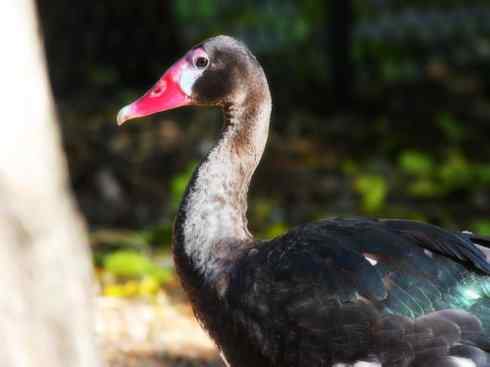 猎奇：十大奇异的雁鸭之二（草雁、埃及雁、绿翅雁、距翅雁、黑头鸭）