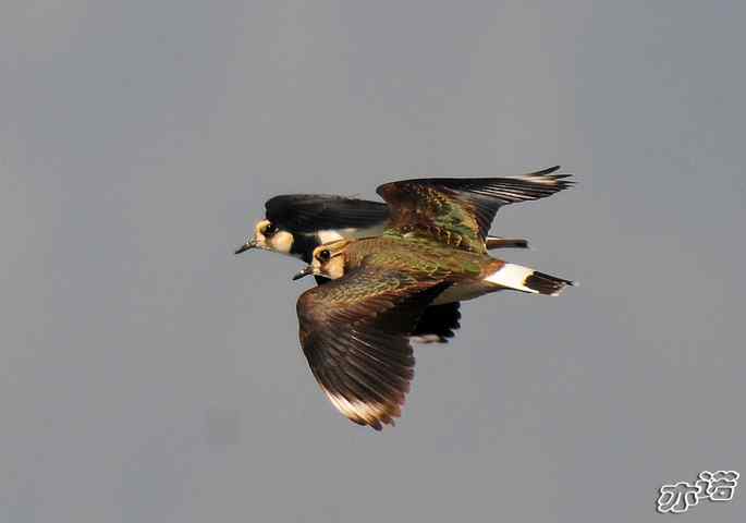 官厅水库&nbsp;wbr路&nbsp;wbr凤头麦鸡