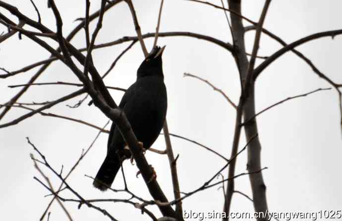 谁爱吃柿子？（八哥）