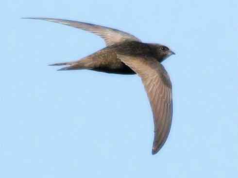 鸟类之最：尖尾雨燕