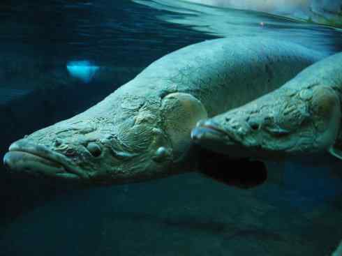 鱼类活化石：巨骨舌鱼