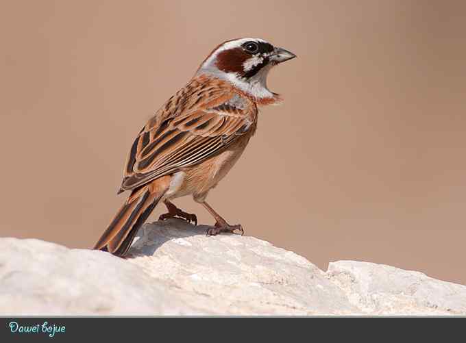 蓝矶鸫和沿河城的那些鸟