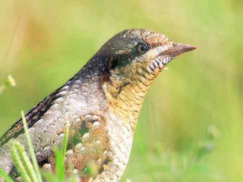 十大喜食蜂蜜动物：黑喉响蜜鴷