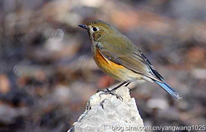 红肋蓝尾鸲 wbr2