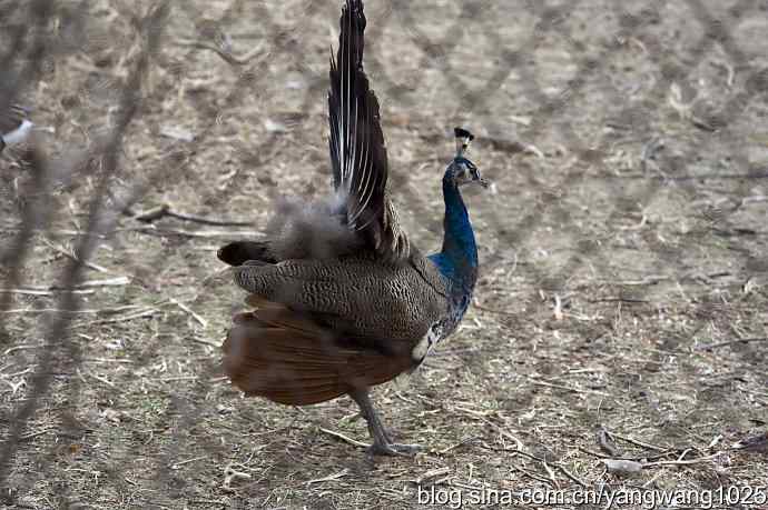 您见过秃尾巴孔雀开屏吗？（趣闻）