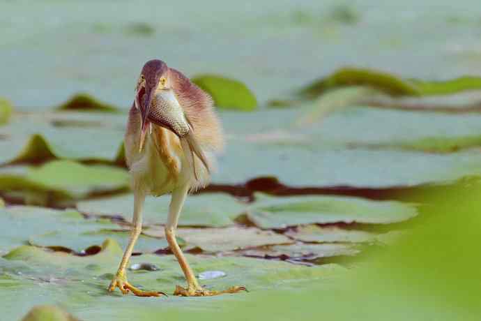 鱼宴（将府黄苇鳽）
