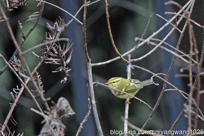 杂片(黄腹山雀、暗绿绣眼鸟、雌性红胁蓝尾鸲、黄腰柳莺) 杂片(黄腹山雀、暗绿绣眼鸟、雌性红胁蓝尾鸲、黄腰柳莺)