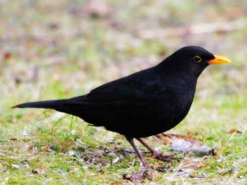 雀鸟也彪悍：别惹我（小嘲鸫）