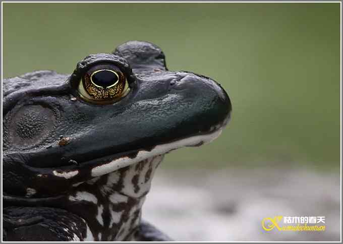 蛙中王者-牛蛙【照片】