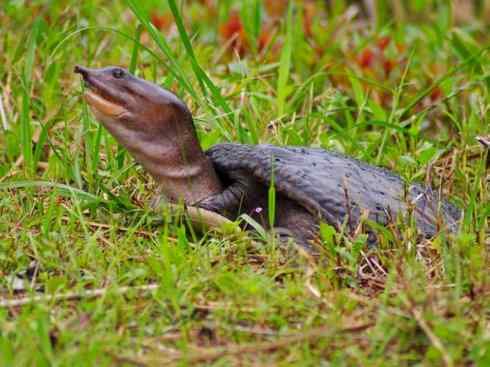 玄武:传说的兽原型探秘(鳖) 玄武:传说的兽原型探秘(鳖)