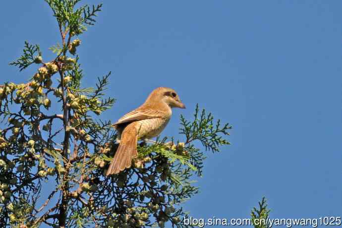 虎纹伯劳(1) 虎纹伯劳(1)