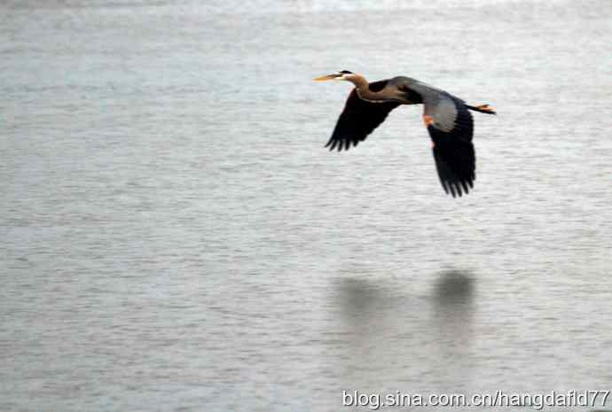 大蓝鹭飞翔