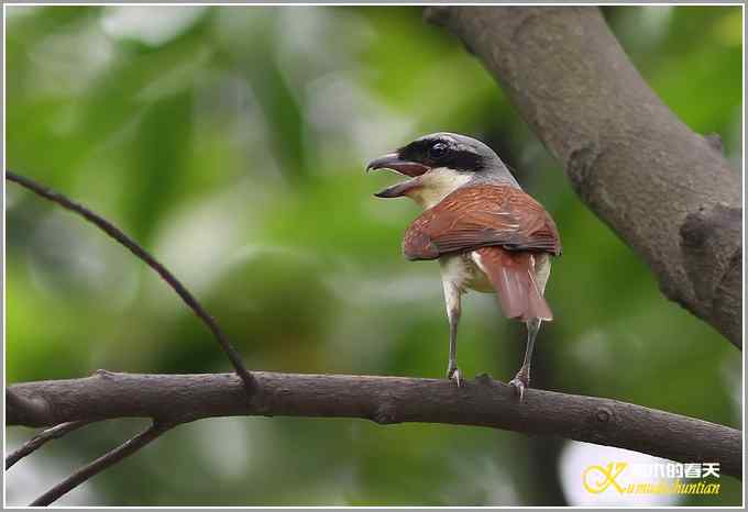 虎纹伯劳•暗灰鹃鵙【照片】 虎纹伯劳•暗灰鹃鵙【照片】