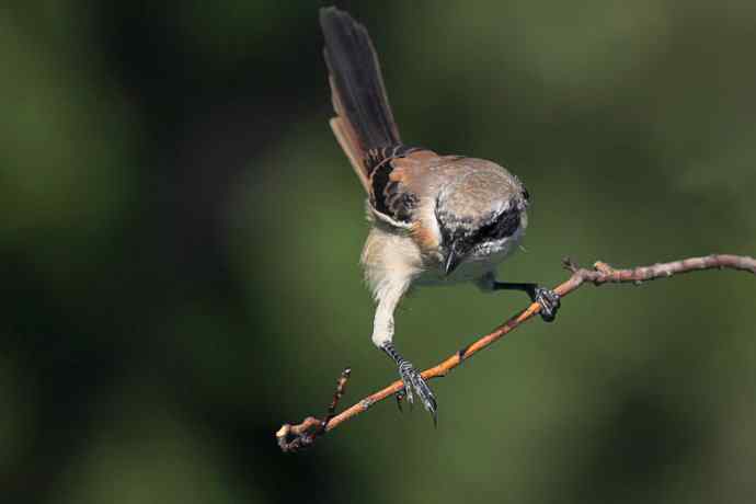 小伯劳长成(4)  独立 特写