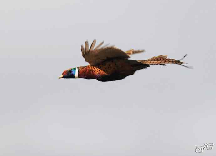 官厅水库拍鸟——雉鸡