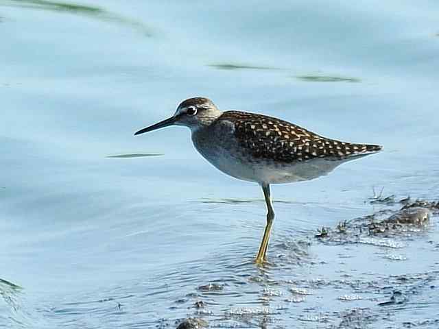 翠明湖畔观鸟儿情