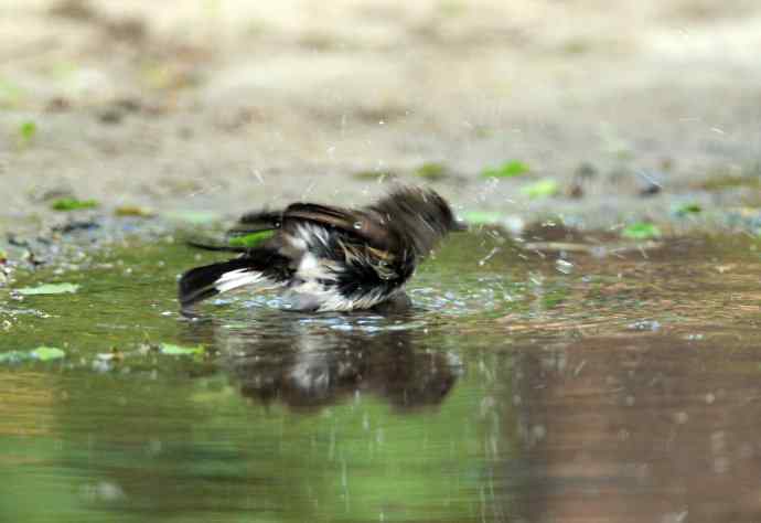 浴（红喉姬鹟）