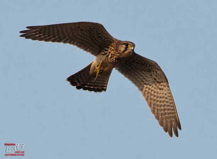 官厅水库&nbsp;wbr路&nbsp;wbr难得一见之红隼空中吃鼠