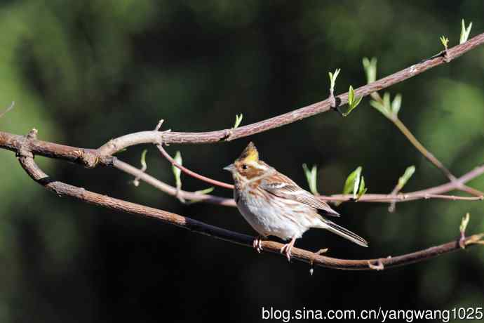雌性黄喉鹀（15）