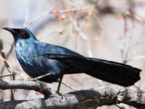 雀鸟也彪悍：别惹我（小嘲鸫）