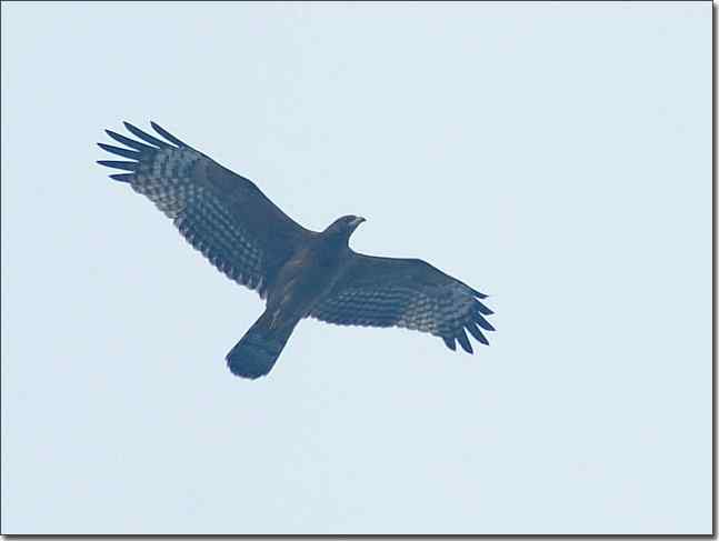 望京楼主峰雾蒙蒙续拍猛禽