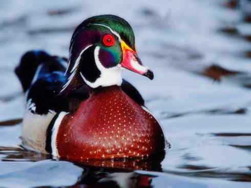 欣赏：美丽的栖鸭2