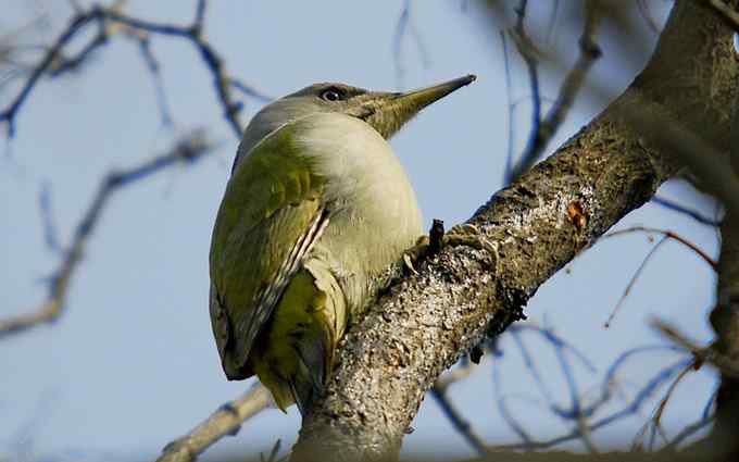 北京植物园赏鸟（十六），灰头绿啄木鸟（组图）