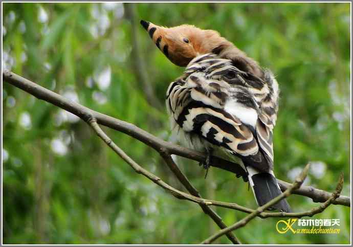 风情万种的鈥湸魇も澞瘛菊掌