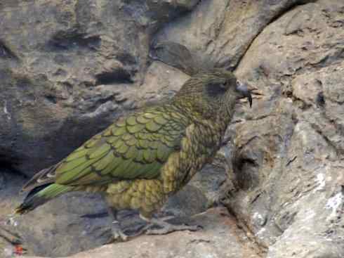 天生猎手:非猛禽类猎手之七 天生猎手:非猛禽类猎手之七